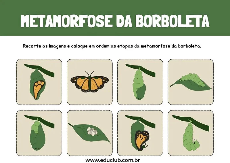 Atividade sobre metamorfose da borboleta 2o ano | Educlub